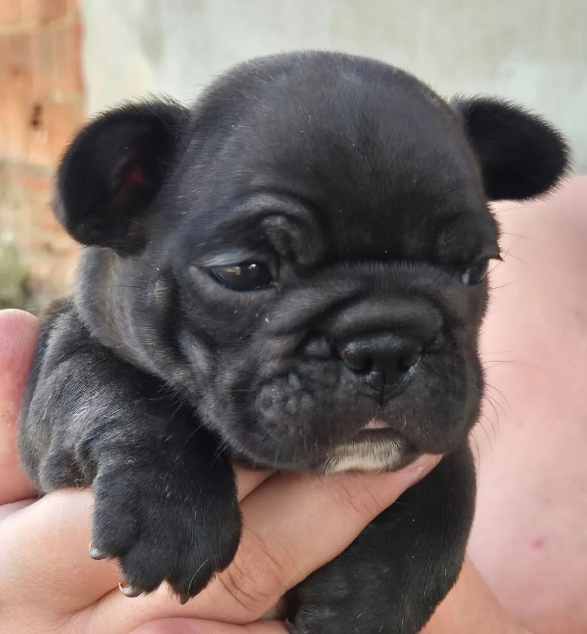 Bulldog francês mini 