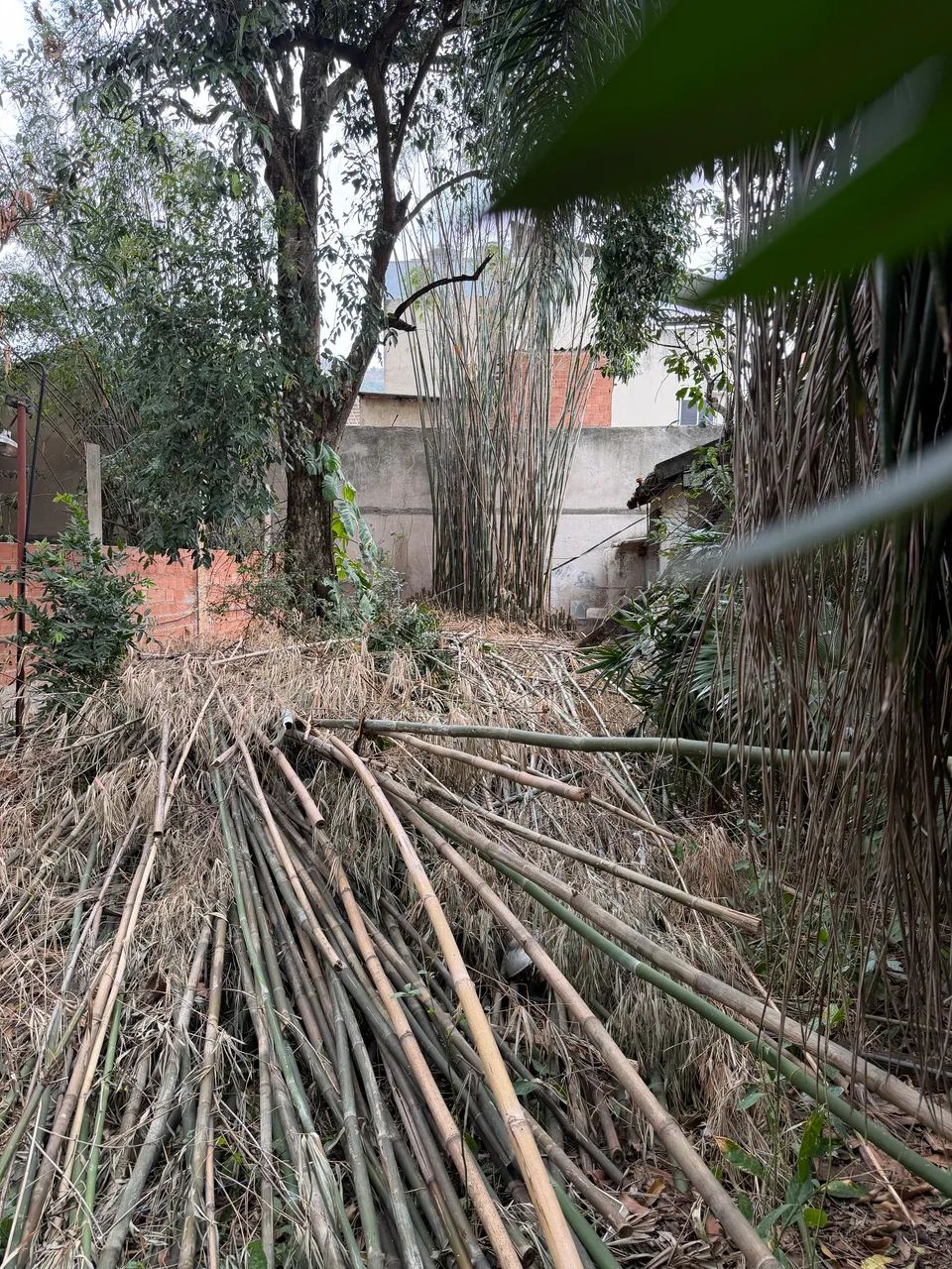 Doação de bambu  - Foto 3
