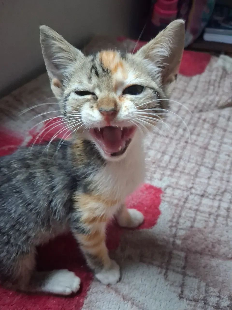 Gatinha para adoção  - Foto 2
