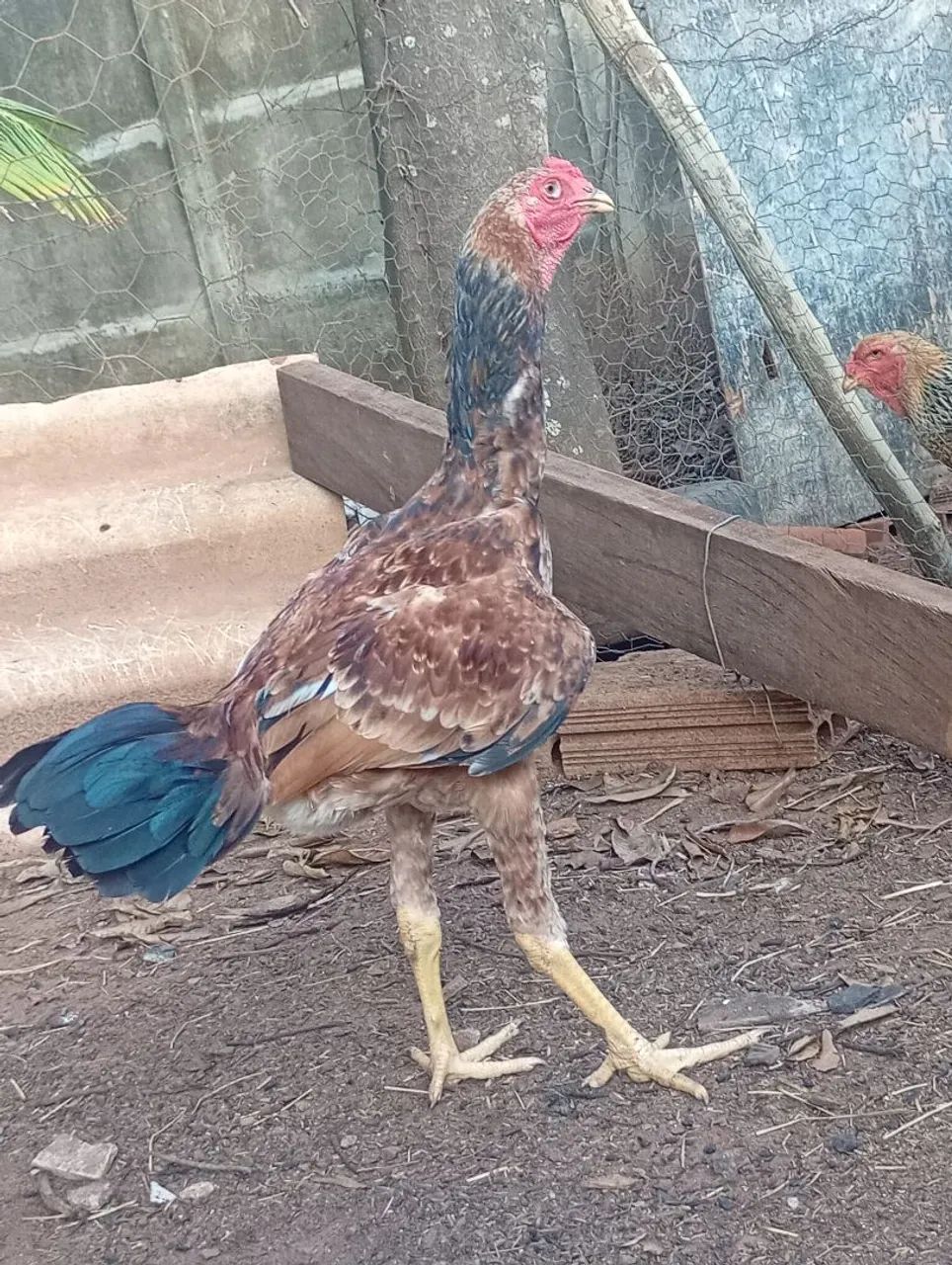 Frango Índio Gigante  - Foto 3