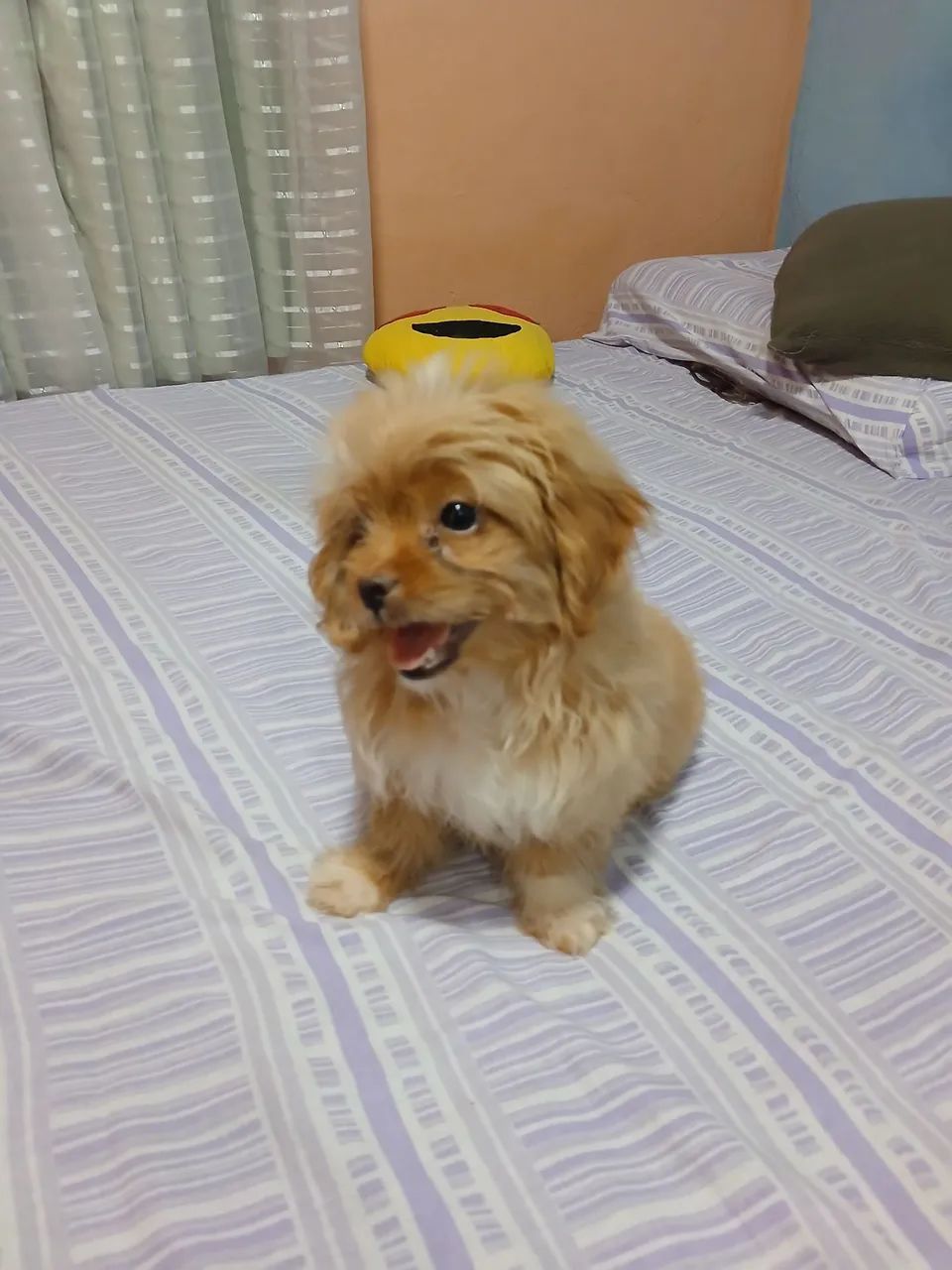 Vendo cachorro shitzul com poodle - Foto 5