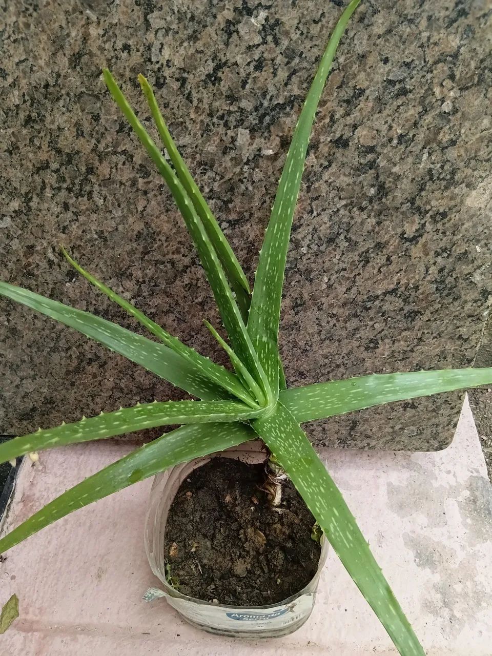 Planta babosa