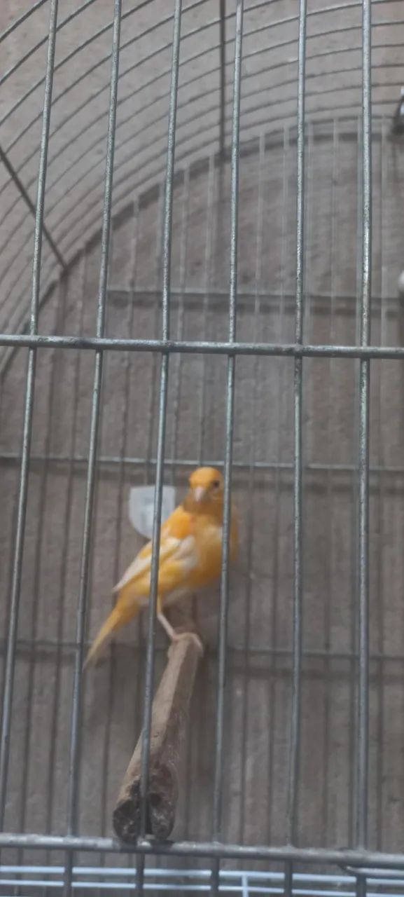 Calça cenoura  - Foto 6