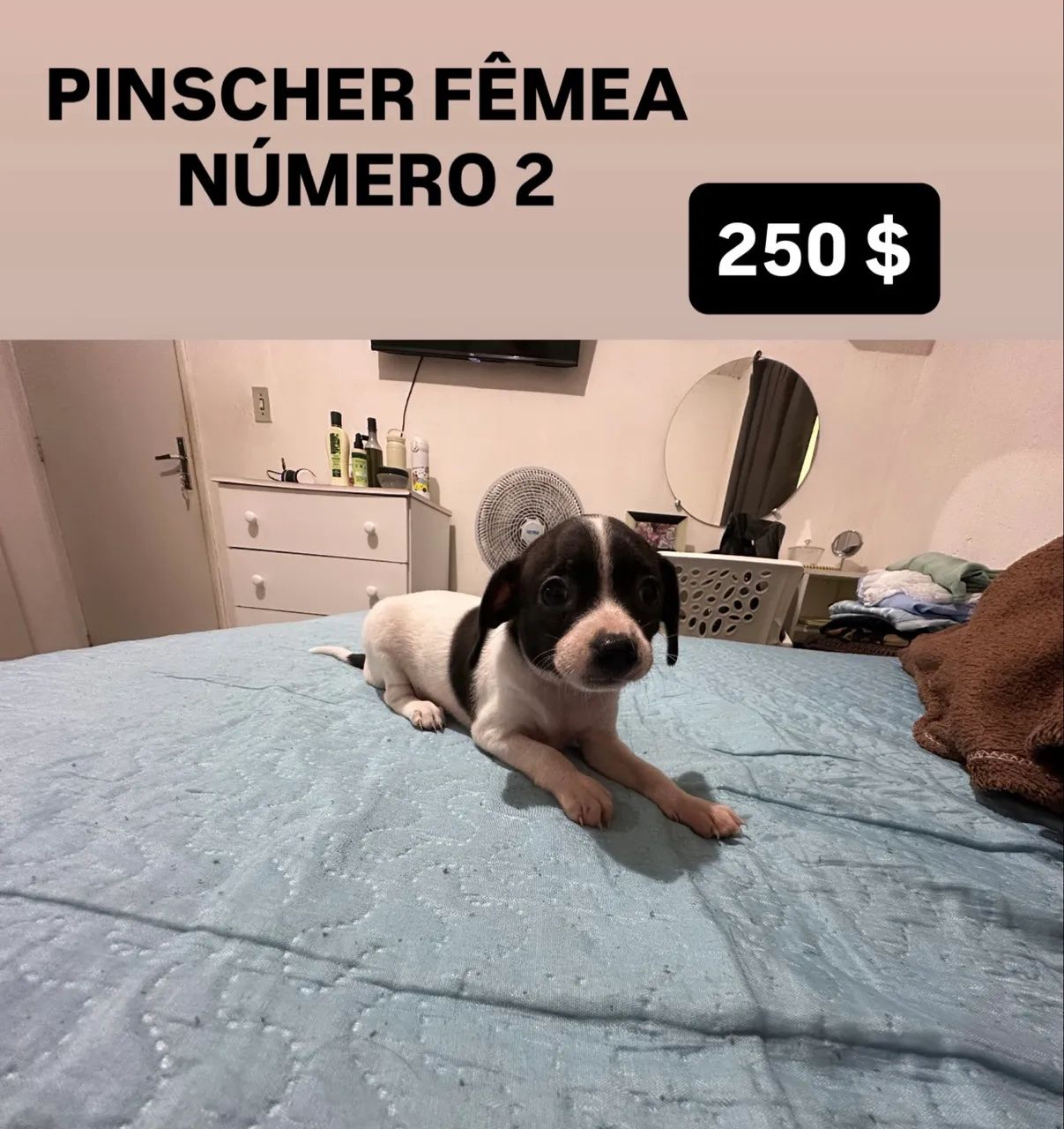 PINSCHER - Foto 4