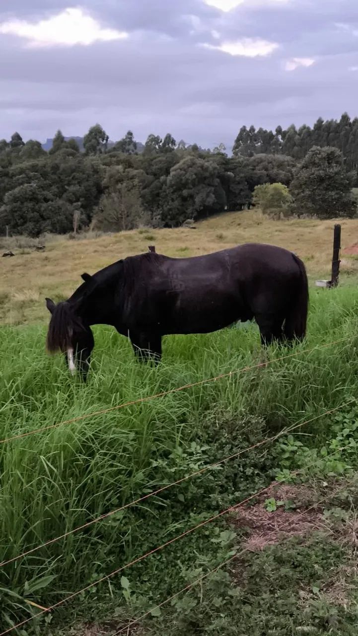 Cavalo pecasso 