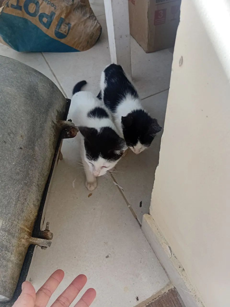 Doação gatos  - Foto 3