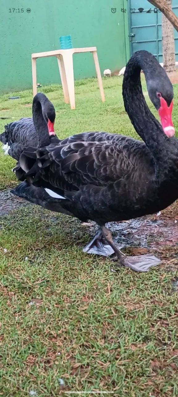 Cisne Negro  - Foto 2