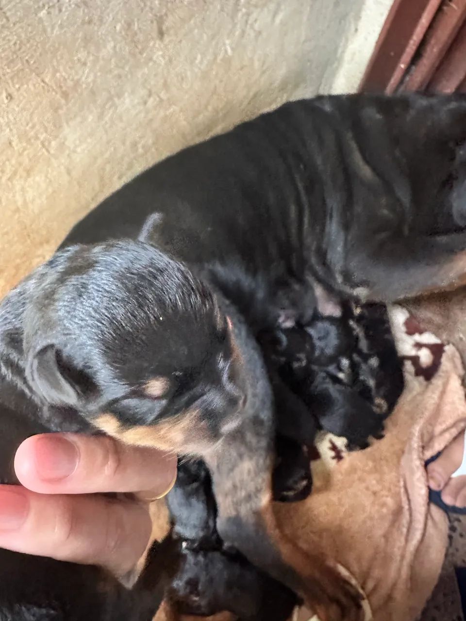 Rottweiler 