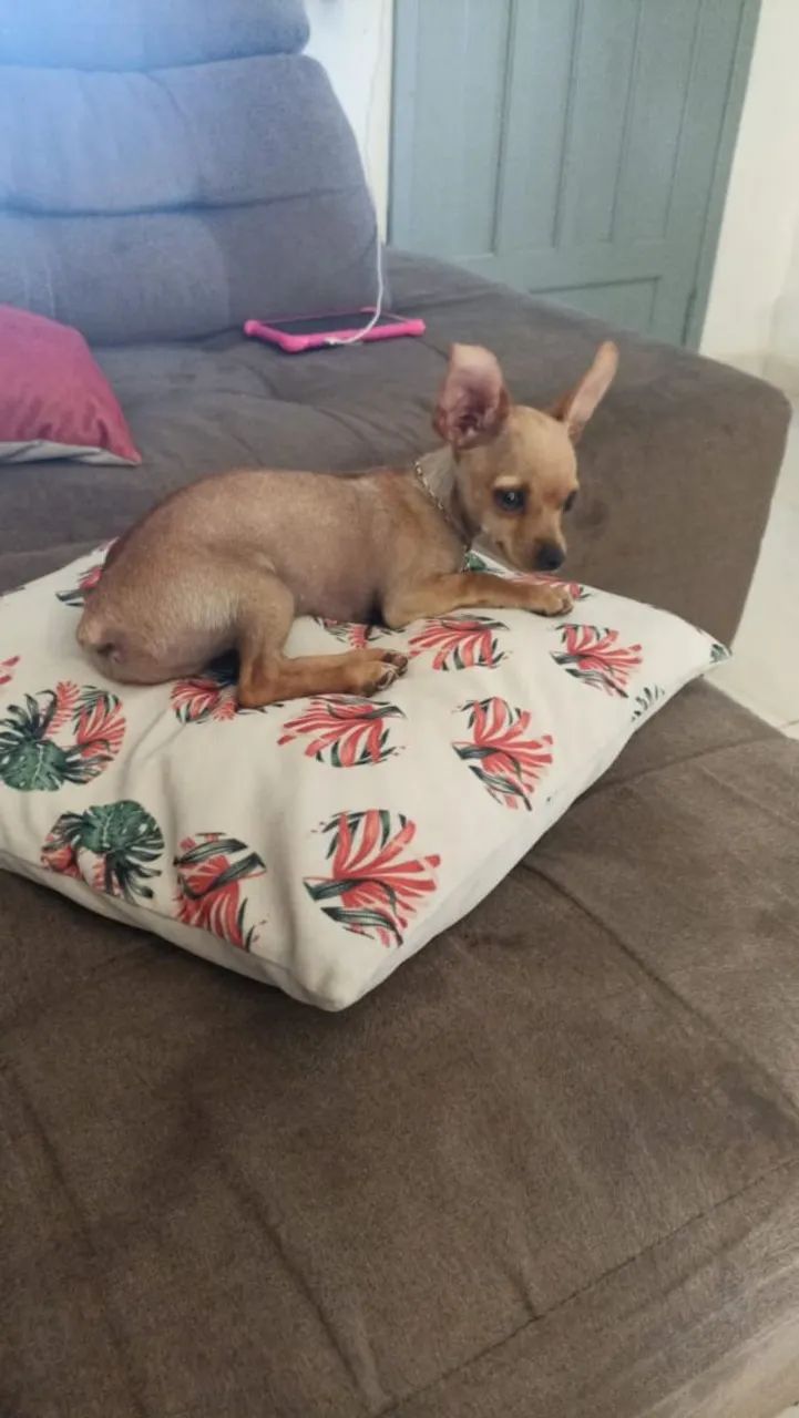 Cachorro - Foto 5