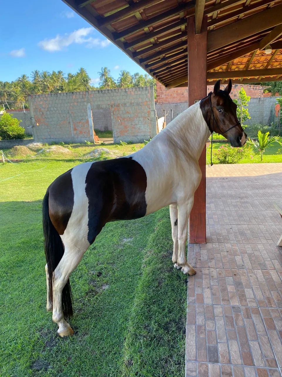 Vendo Mangalarga Marchador  - Foto 6