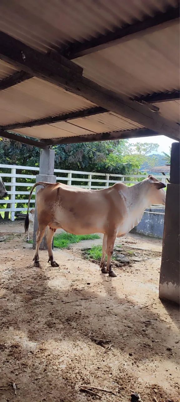 Vendo vacas girolandas - Foto 4