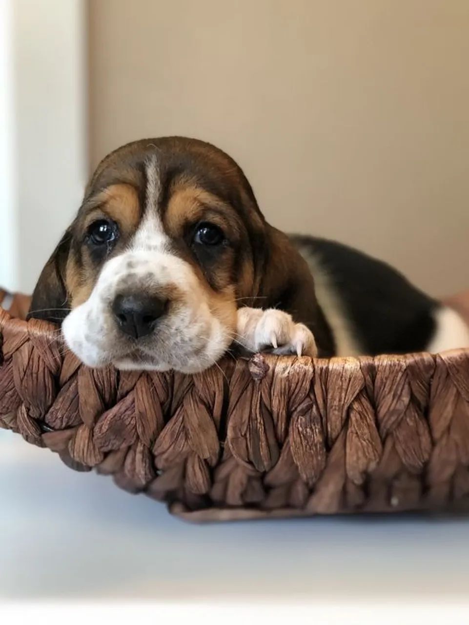 Basset Hound 