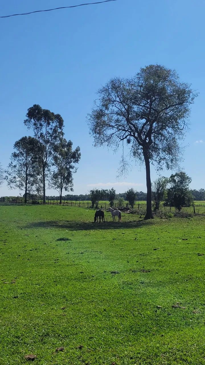 Serviço gerais em fazenda 
