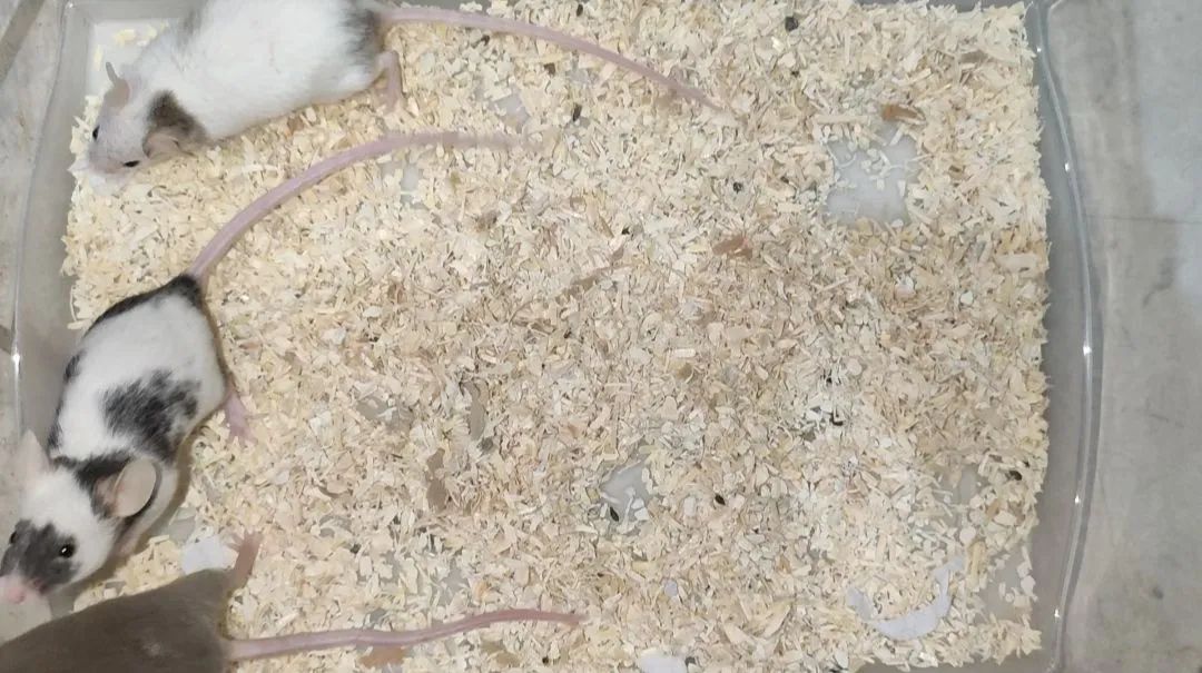 Camundongos  - Foto 2