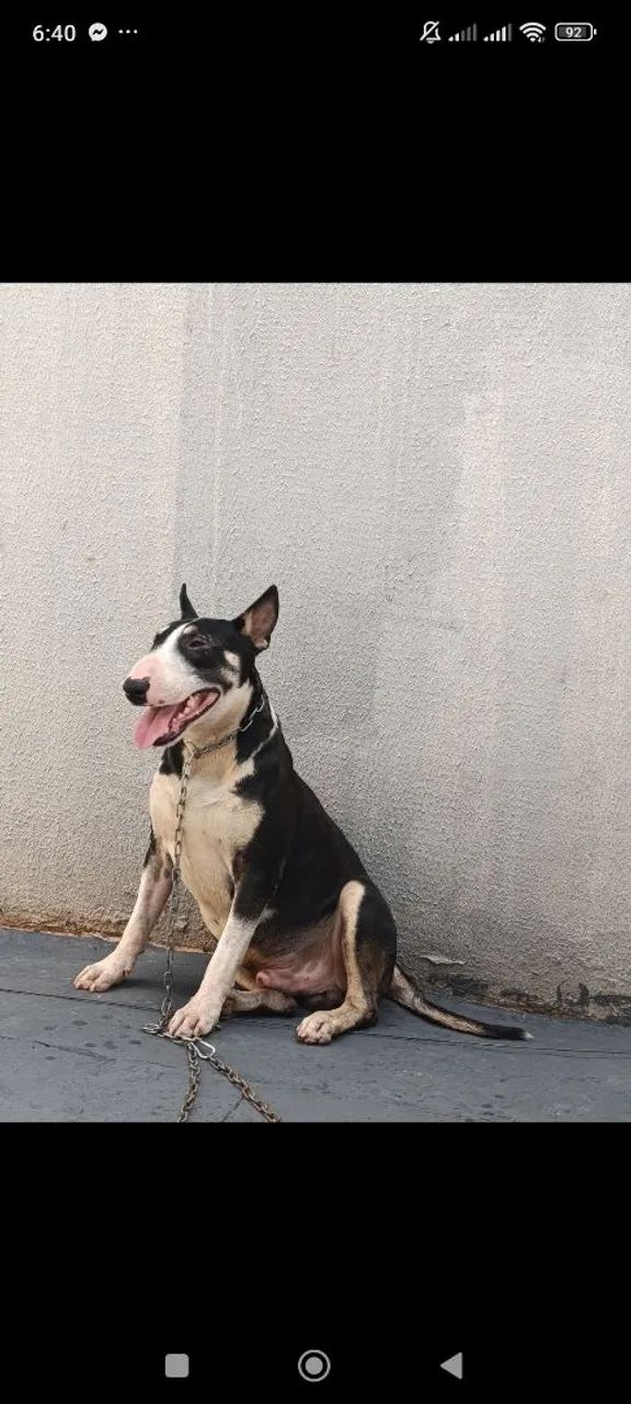 Disponível para procriação  - Foto 3