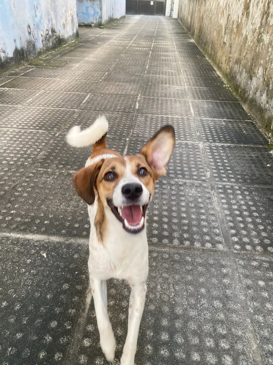Adoção responsável  - Foto 2