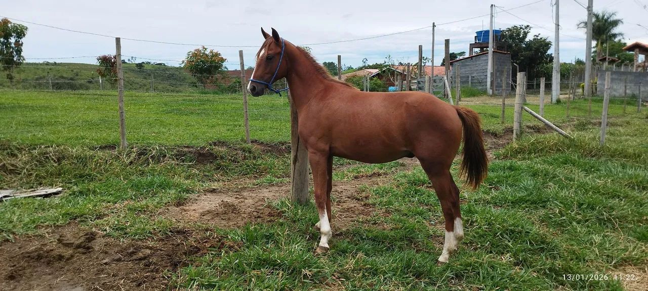 Potro quarto de milha - Foto 3