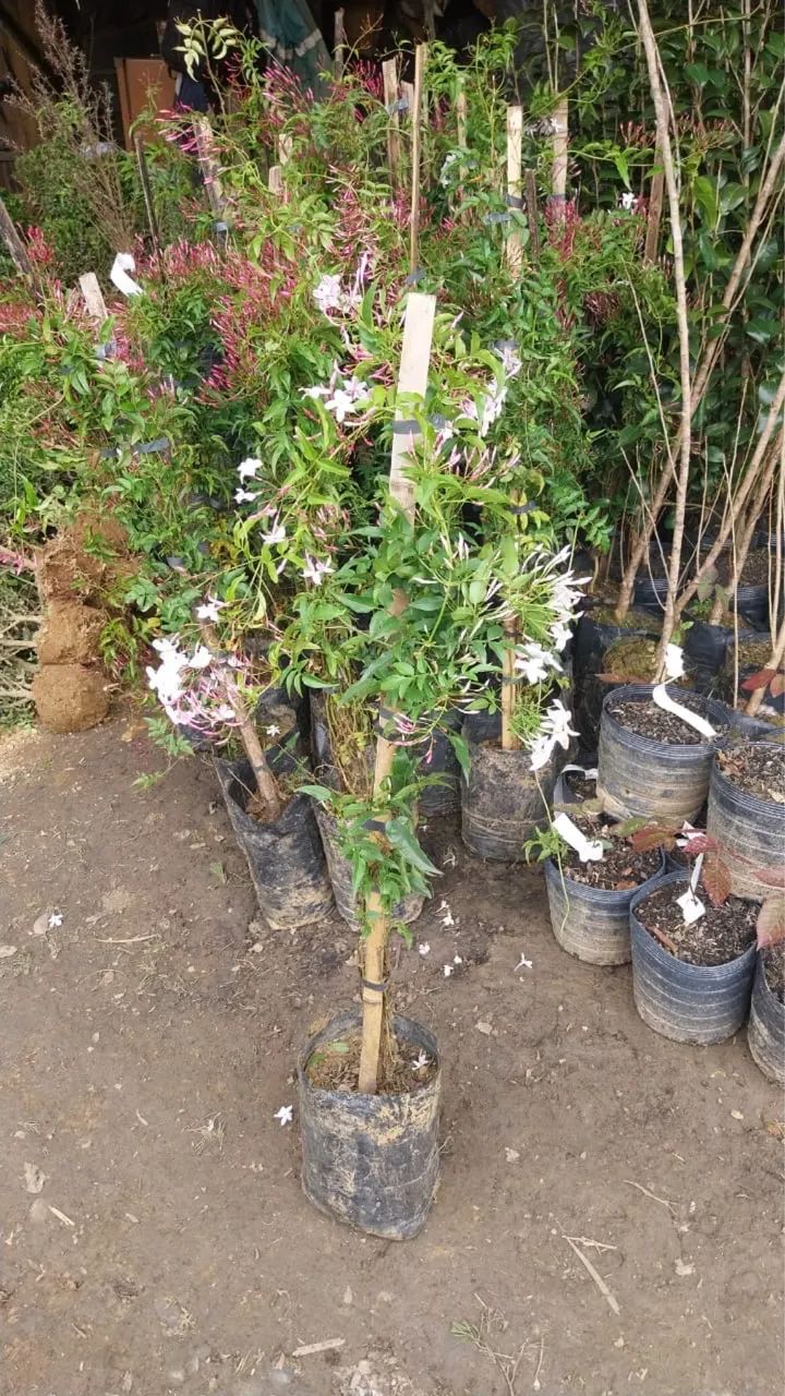 Plantas preço e qualidade - Foto 2