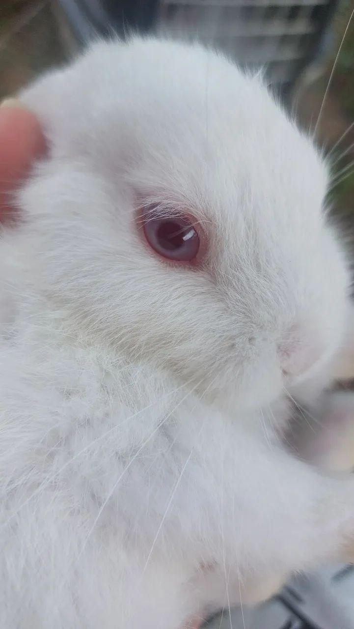 De olhos vermelhos e pêlo branquinho dou mil cambalhotas eu sou o coelhinho 