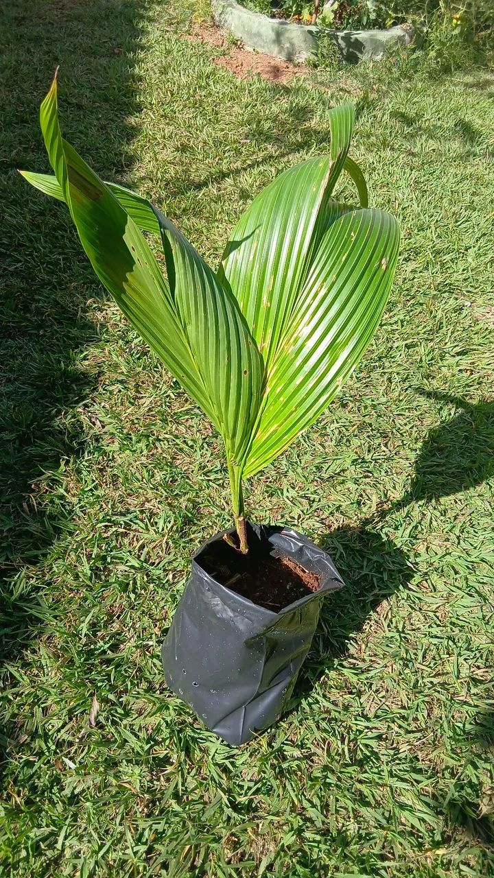 Coqueiros