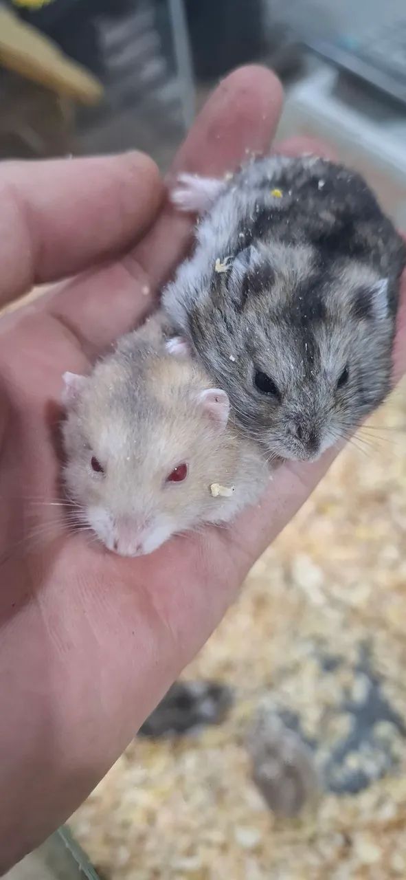 Hamster anão russo65048974709379121