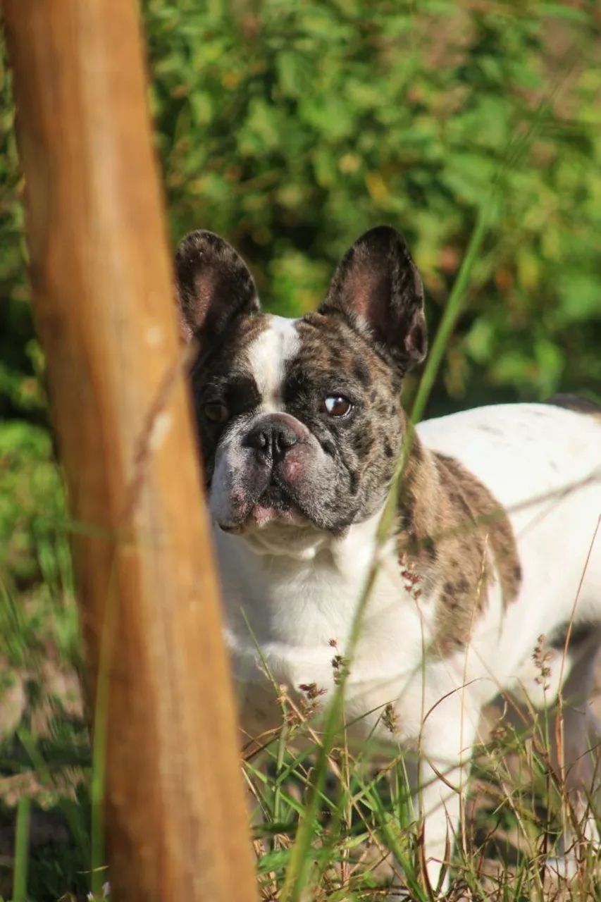 BULDOGUE FRANCÊS  - Foto 2