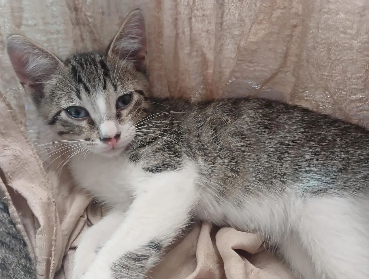 Gatos pra adoção responsável  - Foto 2