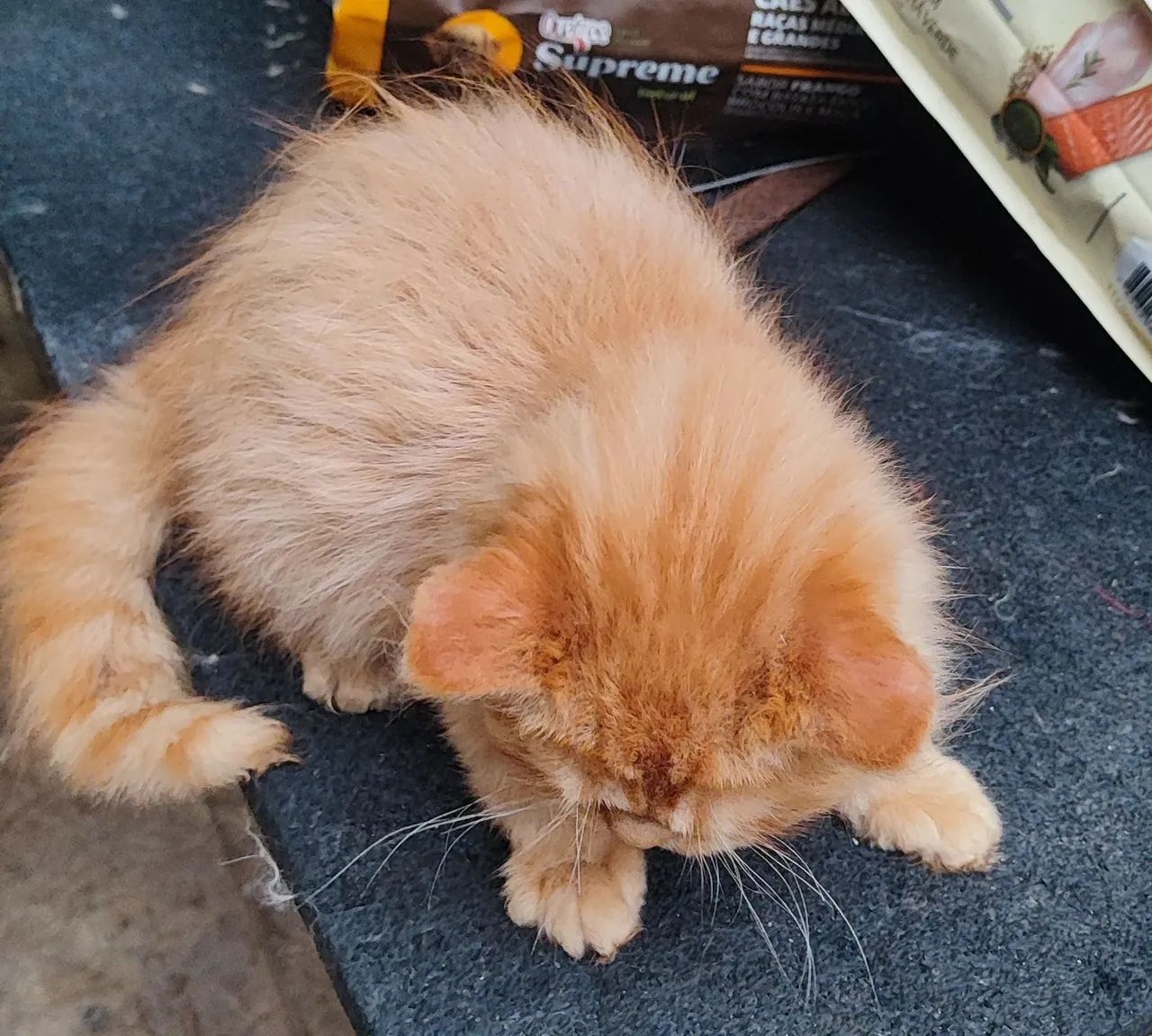  GATO PERSA  - Foto 5