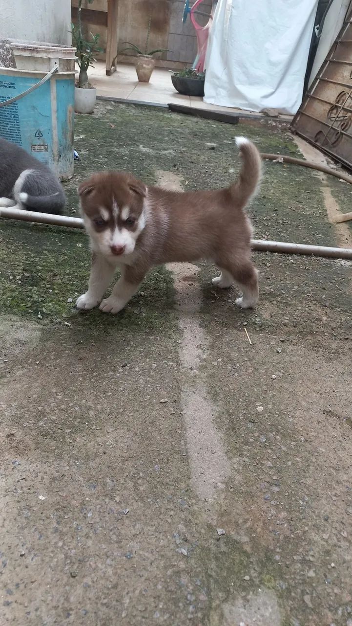 Filhotes de Husky Siberiano - Foto 4