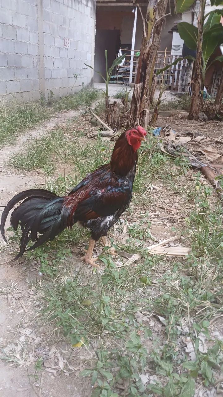 Vendo galo  - Foto 3