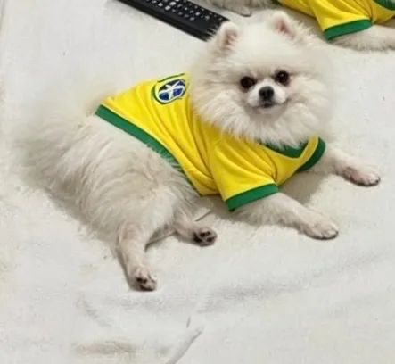 Cobertura disponível - Lulu da pomerânia - Foto 4