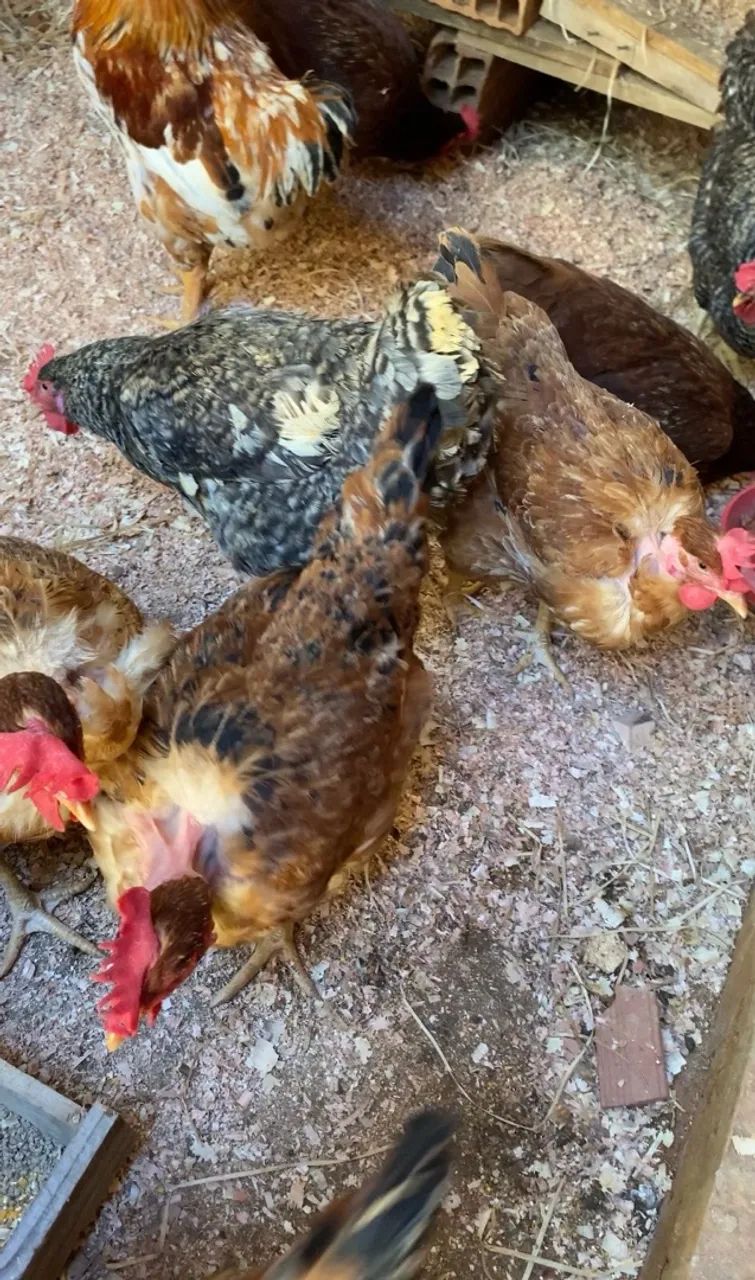 Vendo Lote de Galinhas Caipiras - R$650 Poedeiras Diversas  - Foto 4