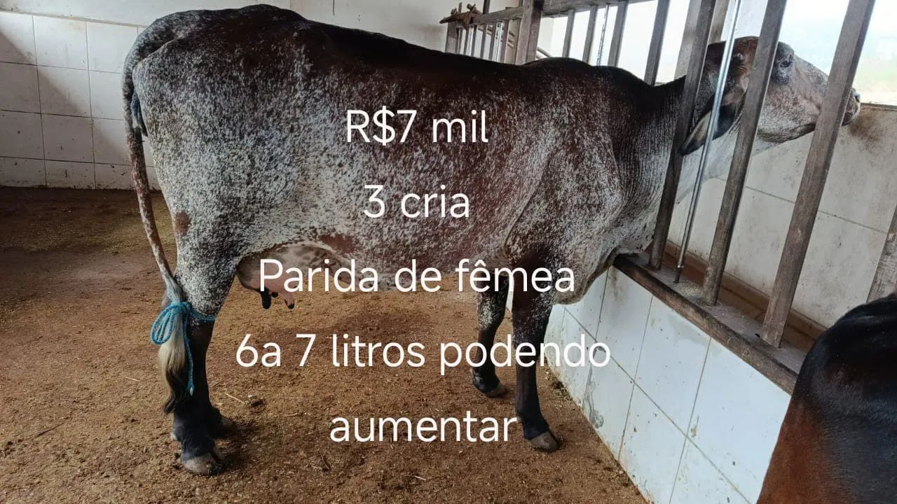 Vacas de leite - Foto 3