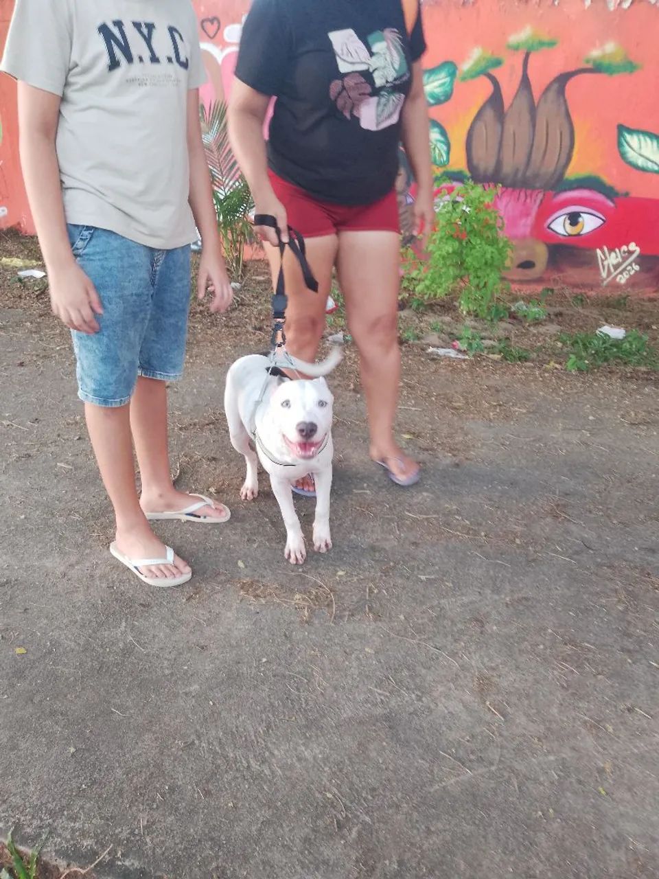 Pitbull 5 meses (Macho)