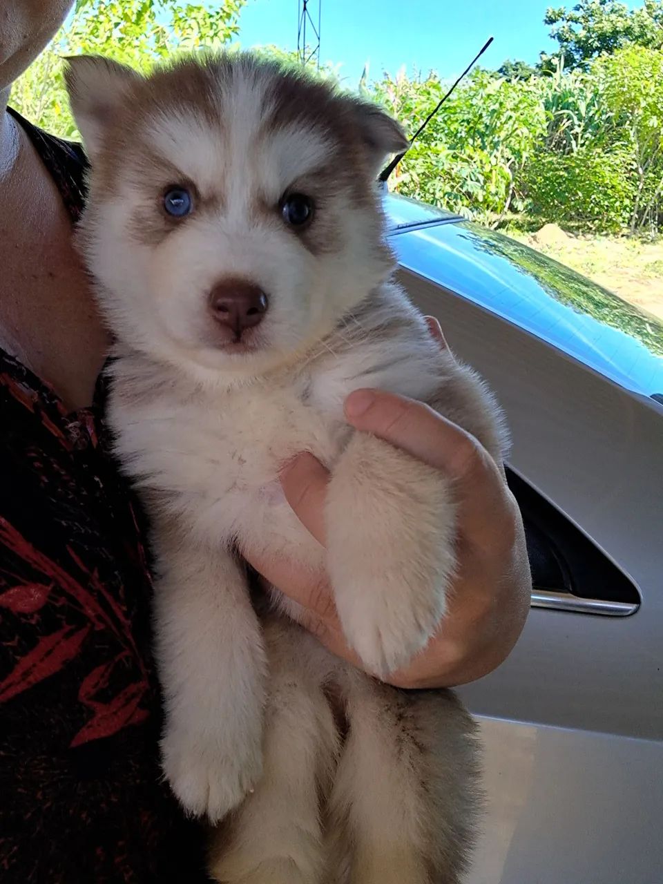 Husky siberiano macho e fêmea 