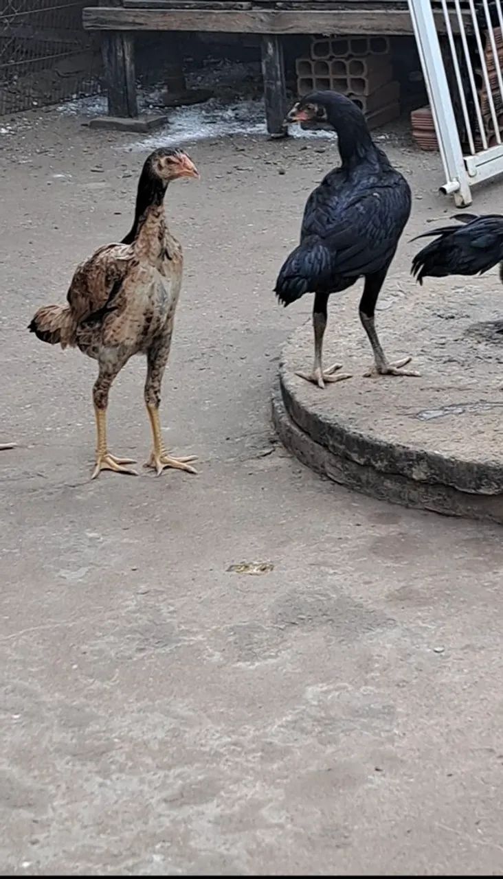FRANGO INDIOS  - Foto 4