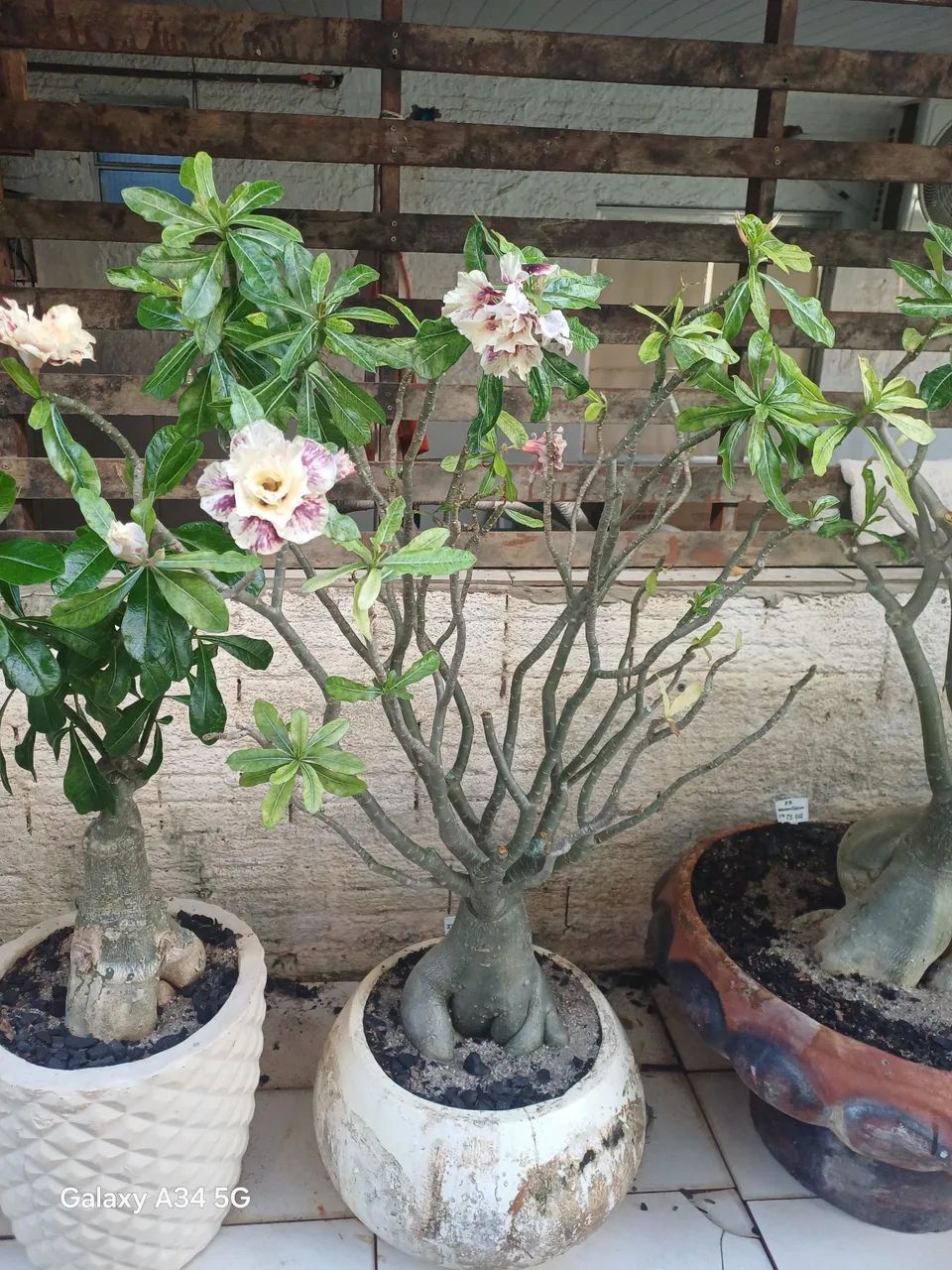 Rosas do Deserto  - Foto 4