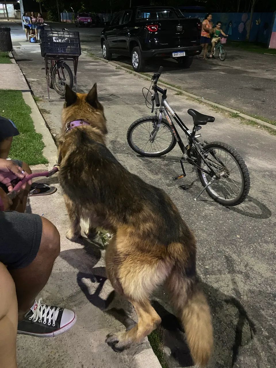 Pastor alemão capa preta - Foto 2