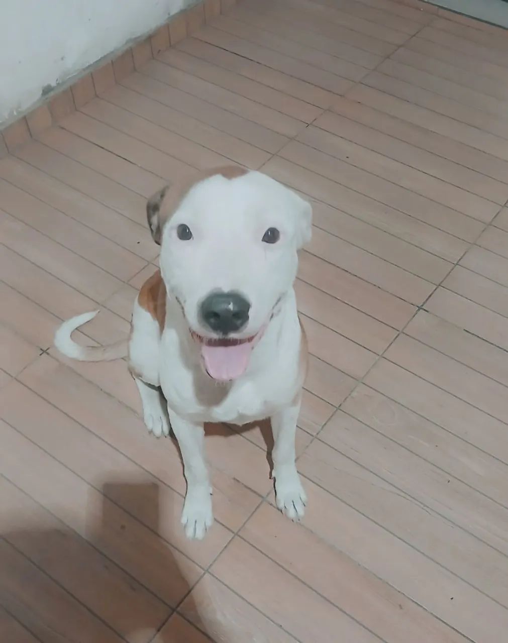 DOAÇÃO  RESPONSÁVEL (ANIMAL)