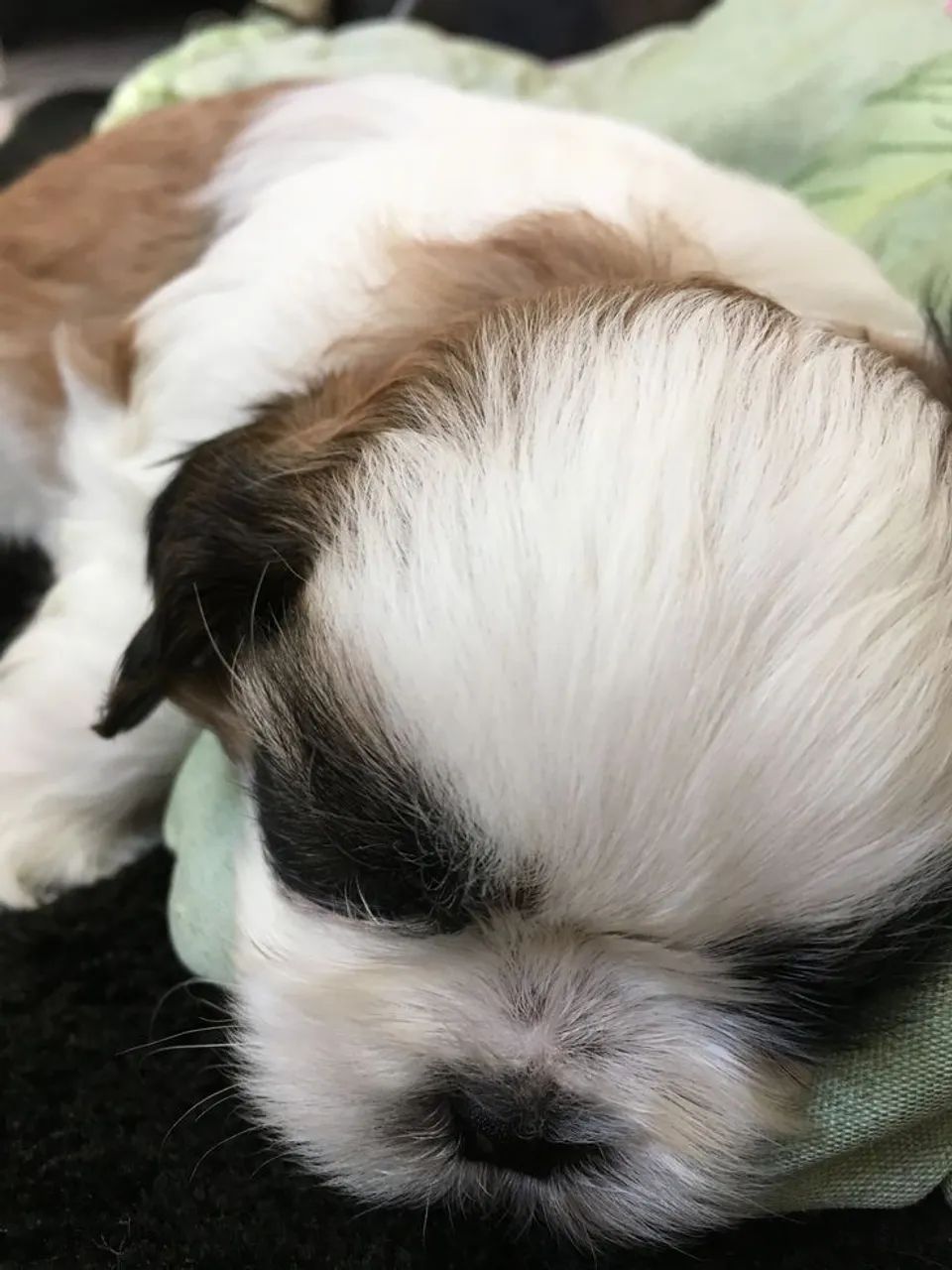 Shih Tzu Mini perfeito 