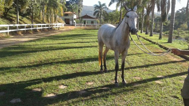 Haras 50 Ha Mateus Leme - Foto 11