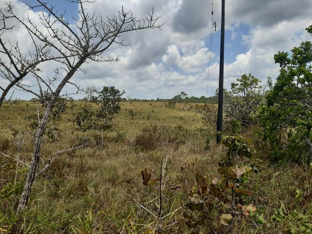 Vende-se área rural no amapá - Foto 10