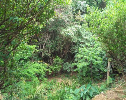 Sítio à venda em Jardim serra azul, Juatuba cod:ST00028 - Foto 5