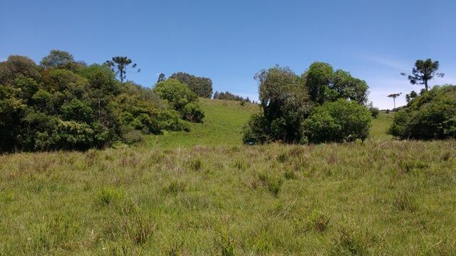 Chácara 3,0 Ha Apanhador - Foto 6
