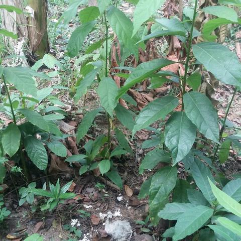 Plantas mudas baratas - Foto 3