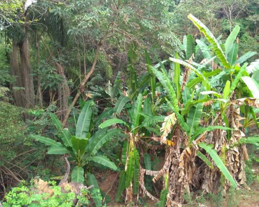 Sítio à venda em Jardim serra azul, Juatuba cod:ST00028 - Foto 2