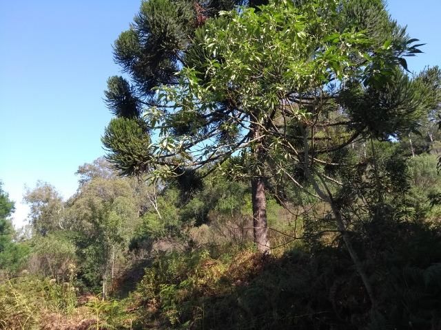 Chácara 3,0 Ha Terceira Légua