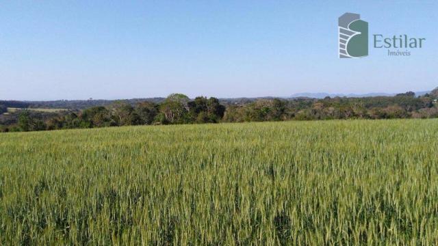 Chácara na faxina, são josé dos pinhais - ar0018. - Foto 4