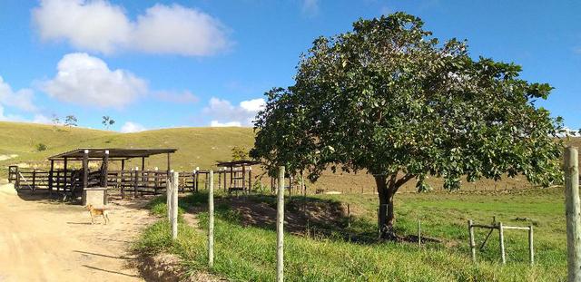 Terra em Barra de São Francisco com 4500 pés de café - Foto 7