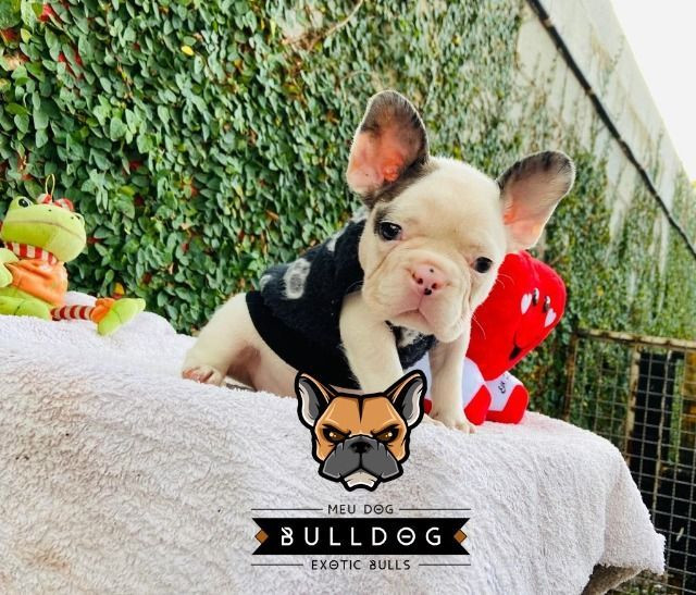 Bulldog frances branco e merle macho - Foto 5